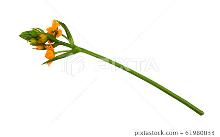 Orange ornithogalum flowers and buds 61980033