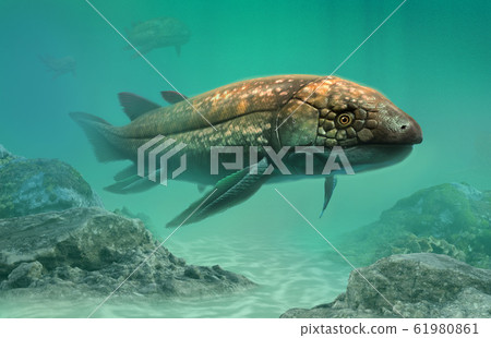 Dipterus from the Devonian era 3D illustration Dipterus from the Devonian era 3D illustration 61980861