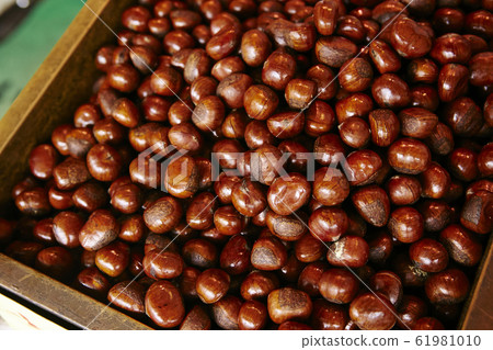 sweet chestnut 61981010