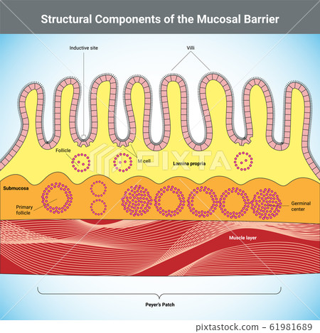 Structural Components of the Mucosal Barrier 61981689