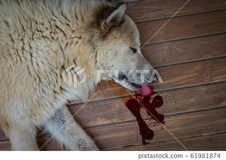 Sick dog sleeping has a bloody mouth, Thai Bang Kaew species 61981874