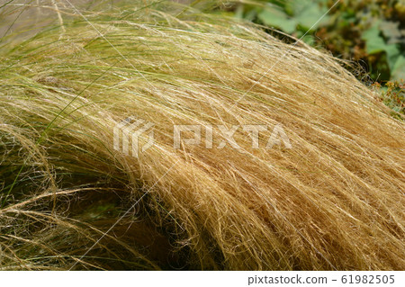 Pony tails grass 61982505