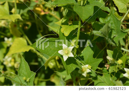 English mandrake 61982523