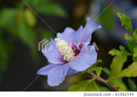 Rose Of Sharon Oiseau Bleu Rose Of Sharon Oiseau Bleu 61982544