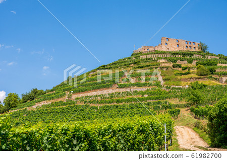 Beautiful view of the ruins of the castle in 61982700