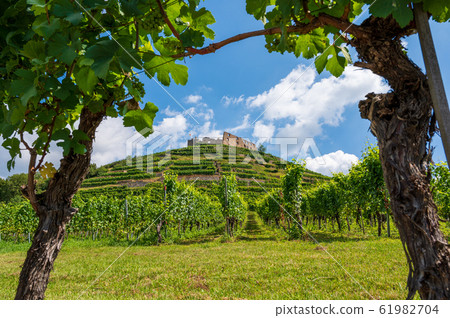 View between two vines to the ruins of the castle View between two vines to the ruins of the castle 61982704