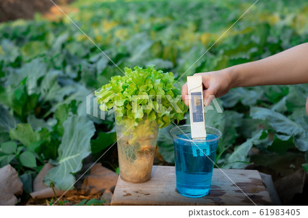 Measure liquid fertilizer in a cup with a digital EC TDS meter at Lettuce plants background 61983405