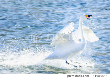 Swan stopping on water 61983856