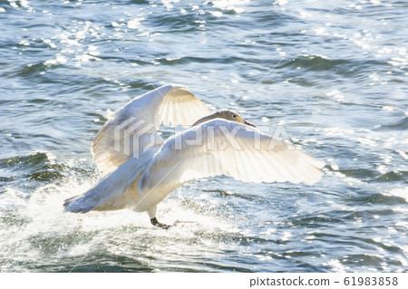 Swans running on water Swans running on water 61983858