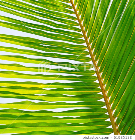 Palm trees against the blue sky, Palm trees against the blue sky, 61985158