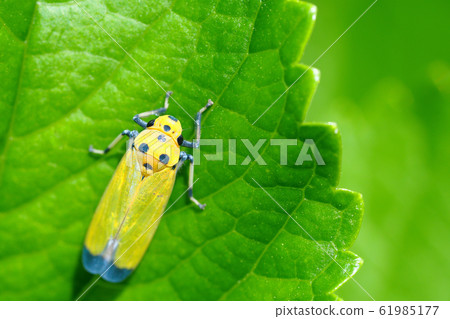 Tsunagogyo Oshoko 61985177