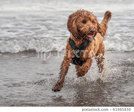 Cockapoo running in the water 61985830