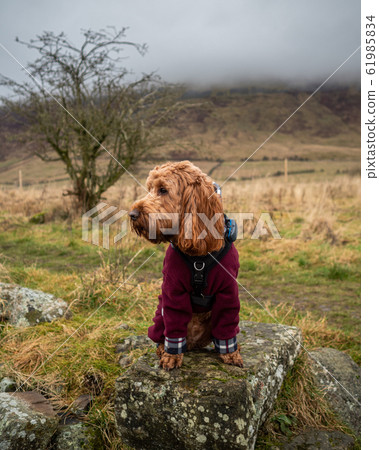 Cockapoo on a rock in Campsie Fells Cockapoo on a rock in Campsie Fells 61985834
