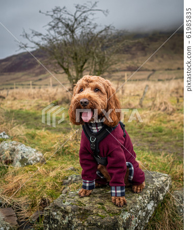 Cockapoo on a rock Cockapoo on a rock 61985835