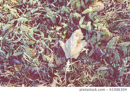 Frost on the grass and reed. Ice crystals close up. Nature Winter Background. Frost day of winter. Frost on the grass and reed. Ice crystals close up. Nature Winter Background. Frost day of winter. 61986304