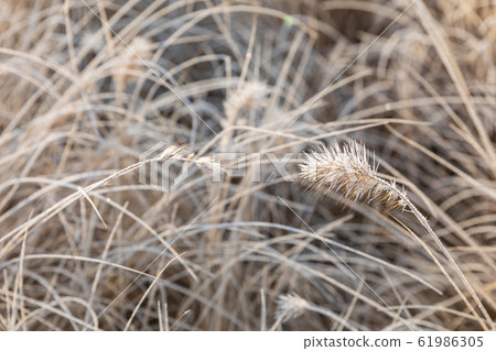 Frost on the grass and reed. Ice crystals close up. Nature Winter Background. Frost day of winter. Frost on the grass and reed. Ice crystals close up. Nature Winter Background. Frost day of winter. 61986305