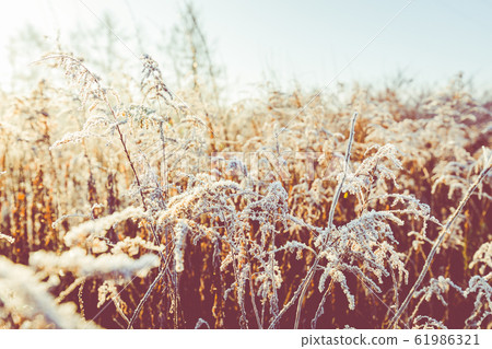 Frost on the grass and reed. Ice crystals close up. Nature Winter Background. Frost day of winter. Frost on the grass and reed. Ice crystals close up. Nature Winter Background. Frost day of winter. 61986321