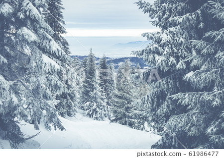 Beskid Zywiecki. Winter in Poland. Beskid Zywiecki. Winter in Poland. 61986477