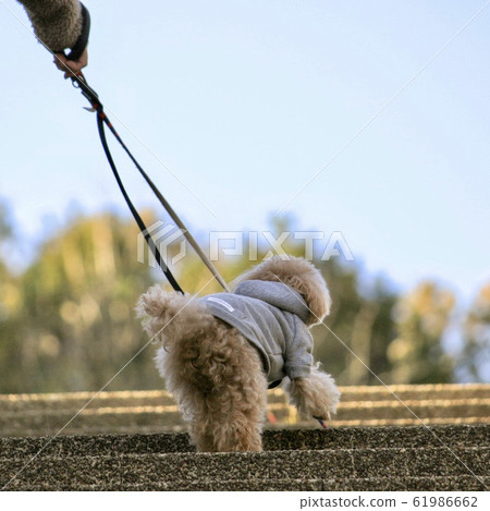 A dog working hard up the stairs 61986662
