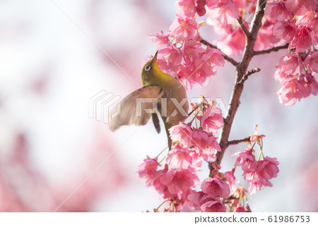 White-winged white-eye and cherry blossom White-winged white-eye and cherry blossom 61986753