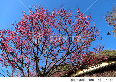 早春根岸良好的舊公園,柳田故居 早春根岸良好的舊公園,柳田故居 61986838