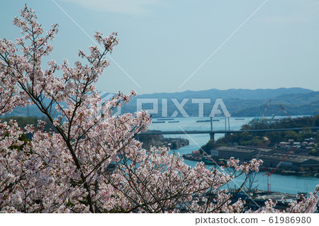 Sakura Cherry blossoms in Onomichi Senkoji Park Sakura Cherry blossoms in Onomichi Senkoji Park 61986980