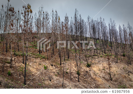 Burnt forest trees eucalyptus Monchique, Portugal, after fires. Natural disasters. 61987956