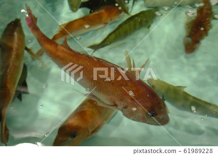 Sea bream swimming in a fish cage 61989228