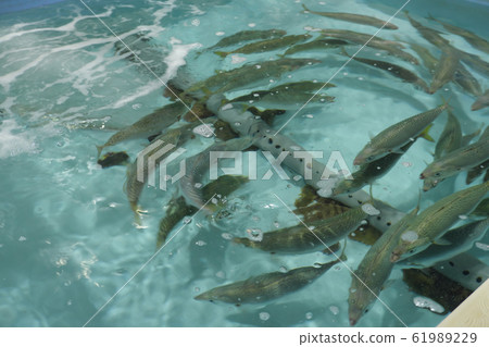 Mackerel in a cage swimming in a flock 61989229