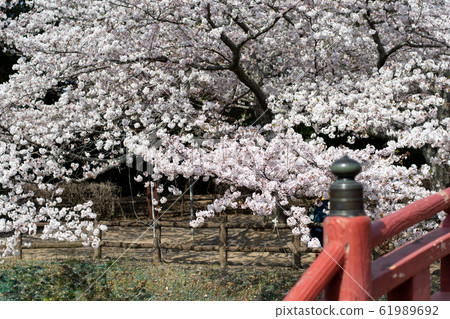 大山城櫻花盛開1 61989692