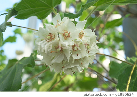 白熊花 白熊花 61990624