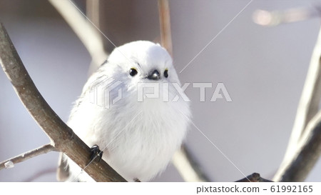 島永居住在北海道 61992165