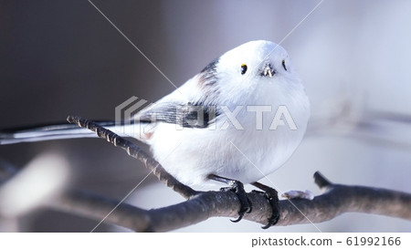 Shimaenaga inhabiting Hokkaido 61992166