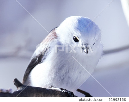 Shimaenaga inhabiting Hokkaido 61992168