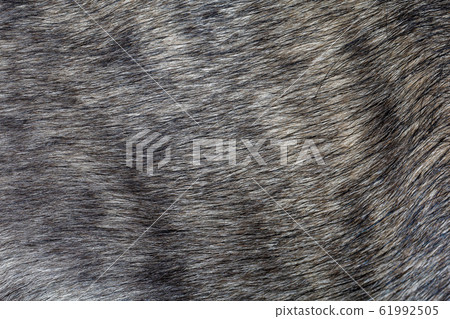 Close up gray dog skin for animal pattern and 61992505