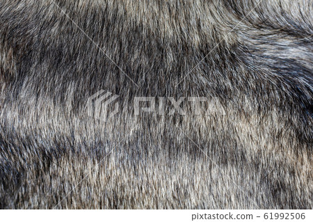 Close up gray dog skin for animal pattern and Close up gray dog skin for animal pattern and 61992506