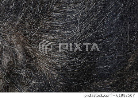 Close up gray dog skin for animal pattern and Close up gray dog skin for animal pattern and 61992507
