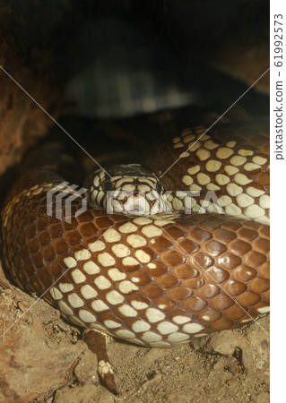 The Cobra snake in the cave at thailand 61992573