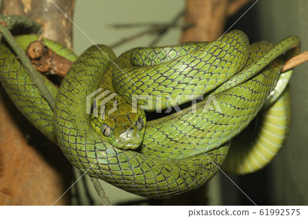 close up green cat eye snake on tree in thailand close up green cat eye snake on tree in thailand 61992575