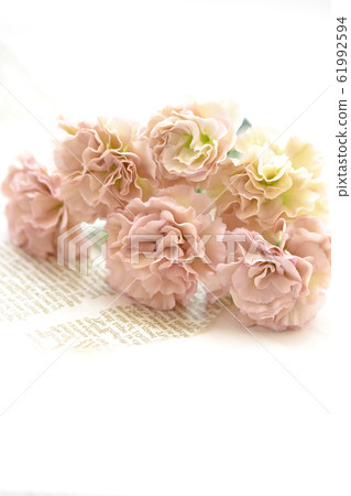 Pale carnation Pale carnation 61992594