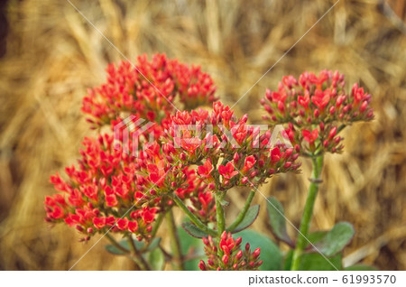 Blooming red Kalanchoe flowers, Kalanchoe blossfeldiana Blooming red Kalanchoe flowers, Kalanchoe blossfeldiana 61993570