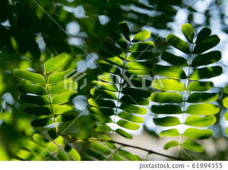 Light shines on the leaves of the tamarind tree Light shines on the leaves of the tamarind tree 61994355