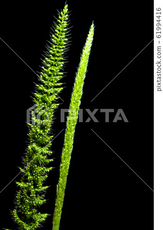 Close up the freshness jungle rice weed on black Close up the freshness jungle rice weed on black 61994416
