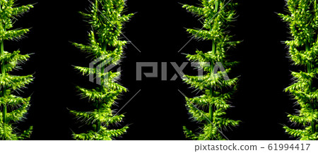 Close up the freshness jungle rice weed on black Close up the freshness jungle rice weed on black 61994417