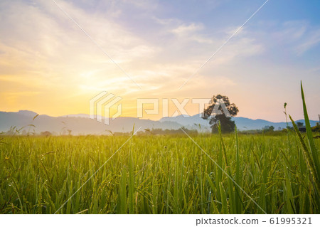 Paddy rice field in morning time. 61995321
