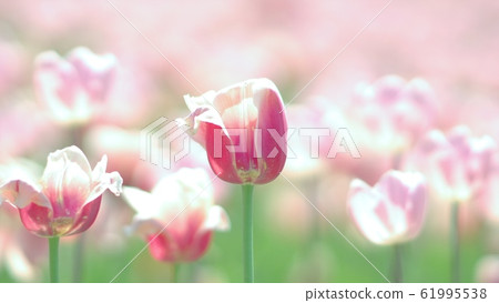 在瀧野suzuran公園的一個花田 在瀧野suzuran公園的一個花田 61995538