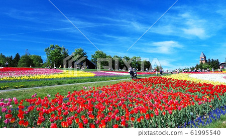 在瀧野suzuran公園的一個花田 61995540