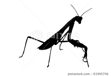 Mantis silhouettes such as animal silhouette insects 1 Mantis silhouettes such as animal silhouette insects 1 61995740