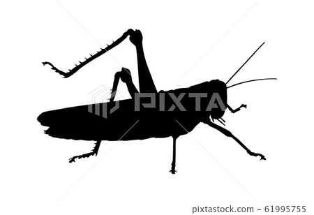 Animal silhouette insects grasshopper 1 Animal silhouette insects grasshopper 1 61995755