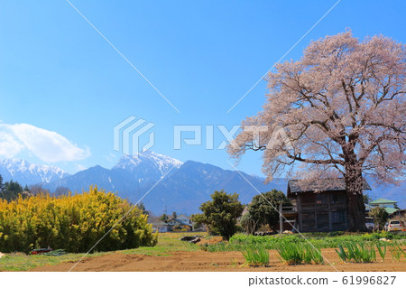 Beautiful cherry blossoms 202002: Colored paper 202002 woven by flowers and plants Beautiful cherry blossoms 202002: Colored paper 202002 woven by flowers and plants 61996827